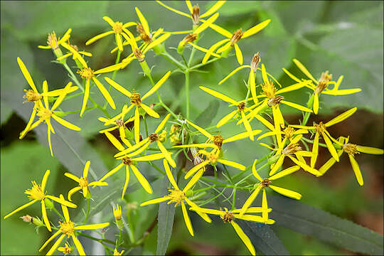 Image of Senecio ovatus subsp. ovatus