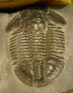 Image of trilobites