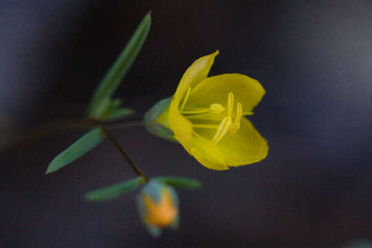 Image of Brewer's dwarf-flax