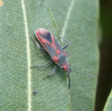 صورة Caenocoris nerii (Germar & E. F. 1847)