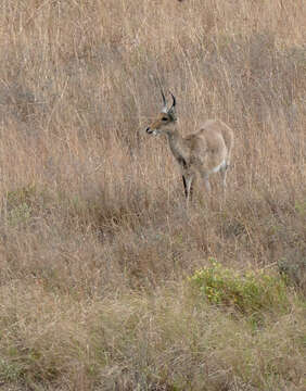 Image of Southern Reedbuck