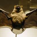 Image of Hairy Big-eyed Bat