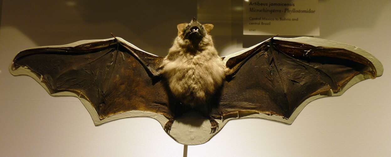 Image of Hairy Big-eyed Bat