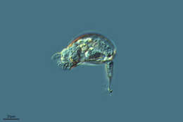 Image of Lepadellidae