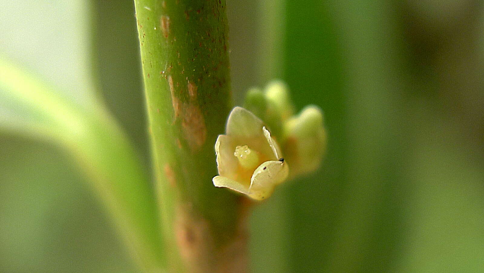 Sivun Chrysophyllum lucentifolium Cronquist kuva