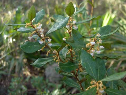 Lyonia ferruginea (Walt.) Nutt.的圖片