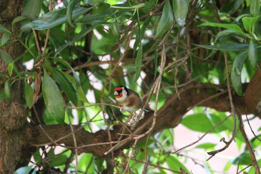 Image of Carduelis carduelis parva Tschusi 1901