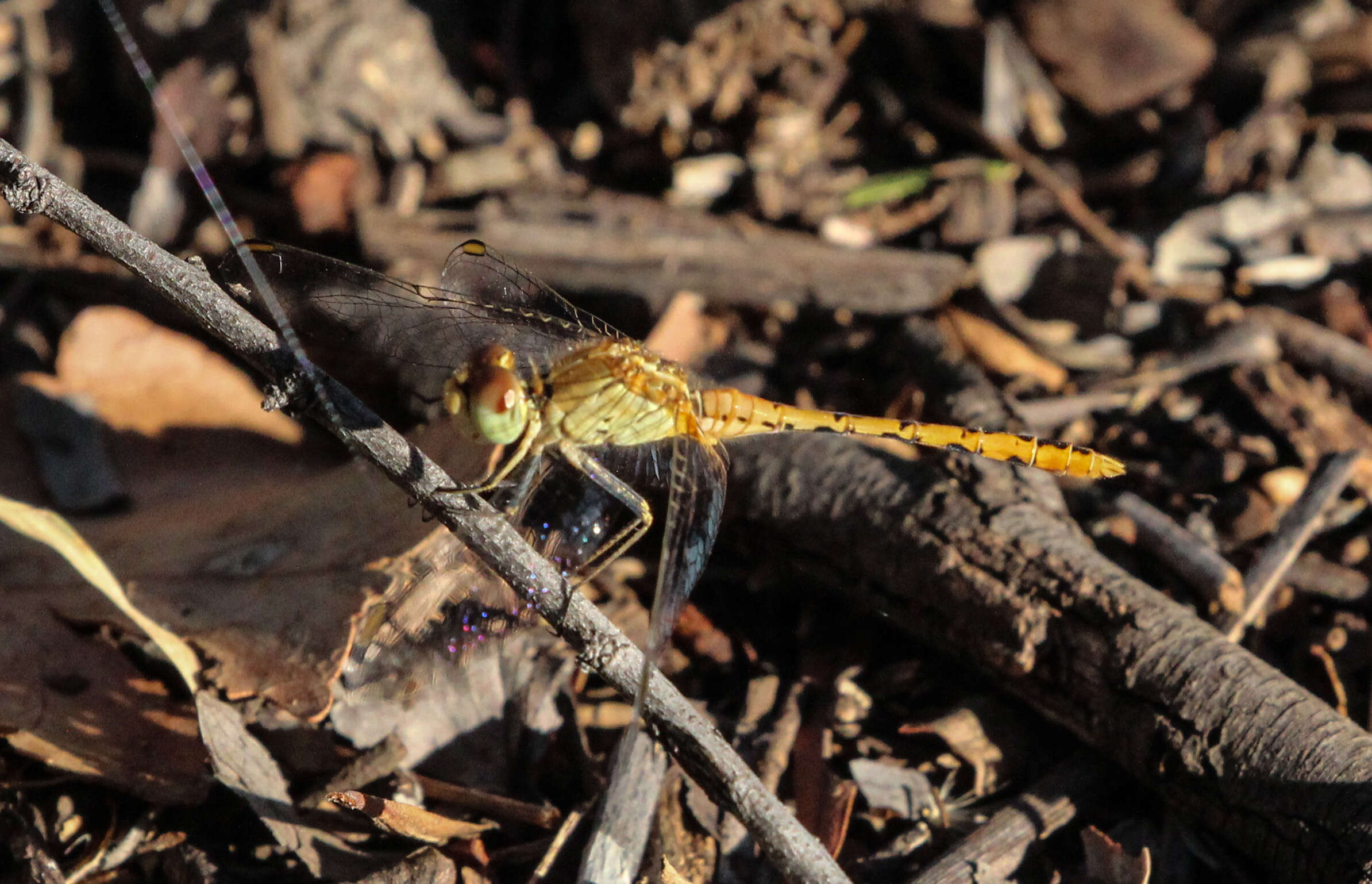 Imagem de Diplacodes bipunctata (Brauer 1865)