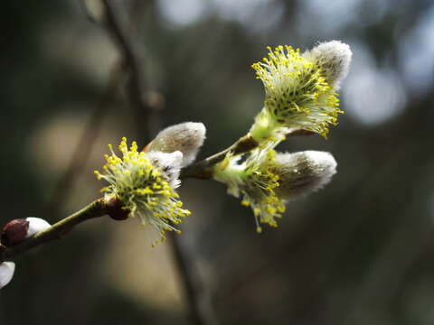 Image of pussy willow