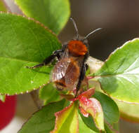 Image of Mining Bees