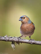 Image of Fringilla Linnaeus 1758