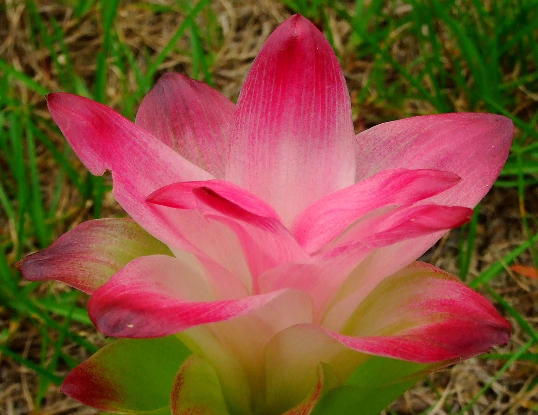 Image of curcuma