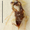 Aphelinus chaonia Walker 1839 resmi