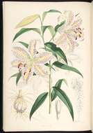 Image of Asiatic Lily