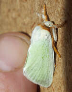 Image of slug caterpillar moths