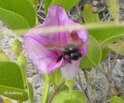 Plancia ëd Xylocopa mordax Smith 1874