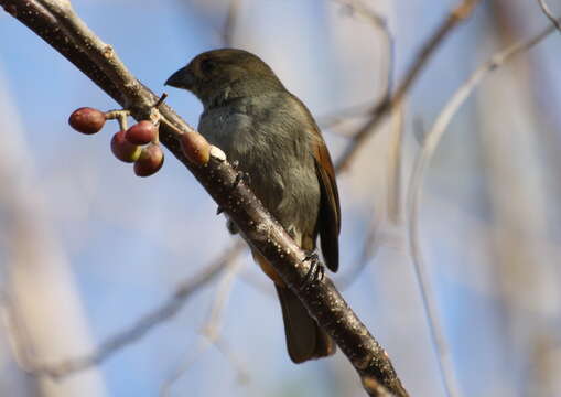 Image of Antillean bullfinches