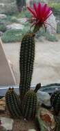 Echinopsis resmi