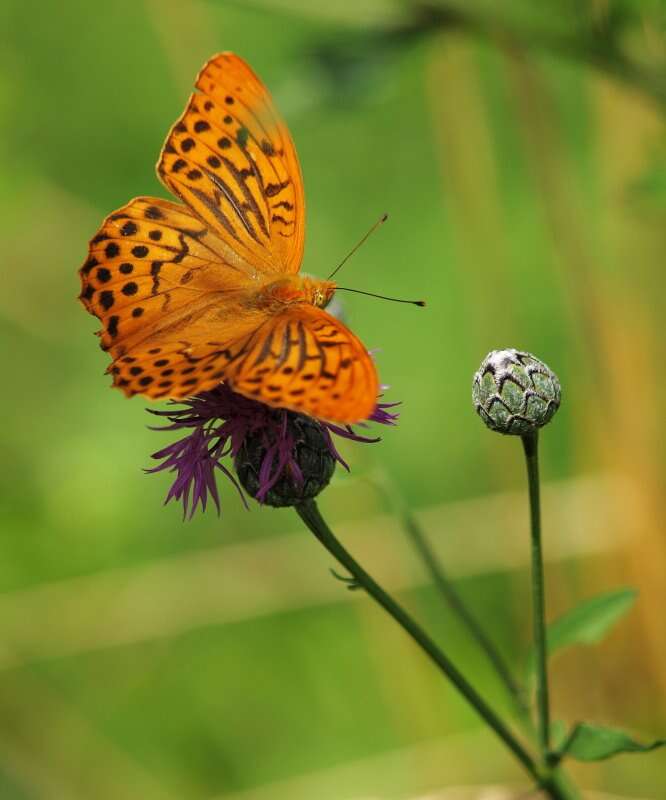 Imagem de Argynnis paphia Linnaeus 1758