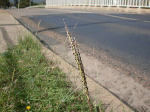 صورة Bothriochloa