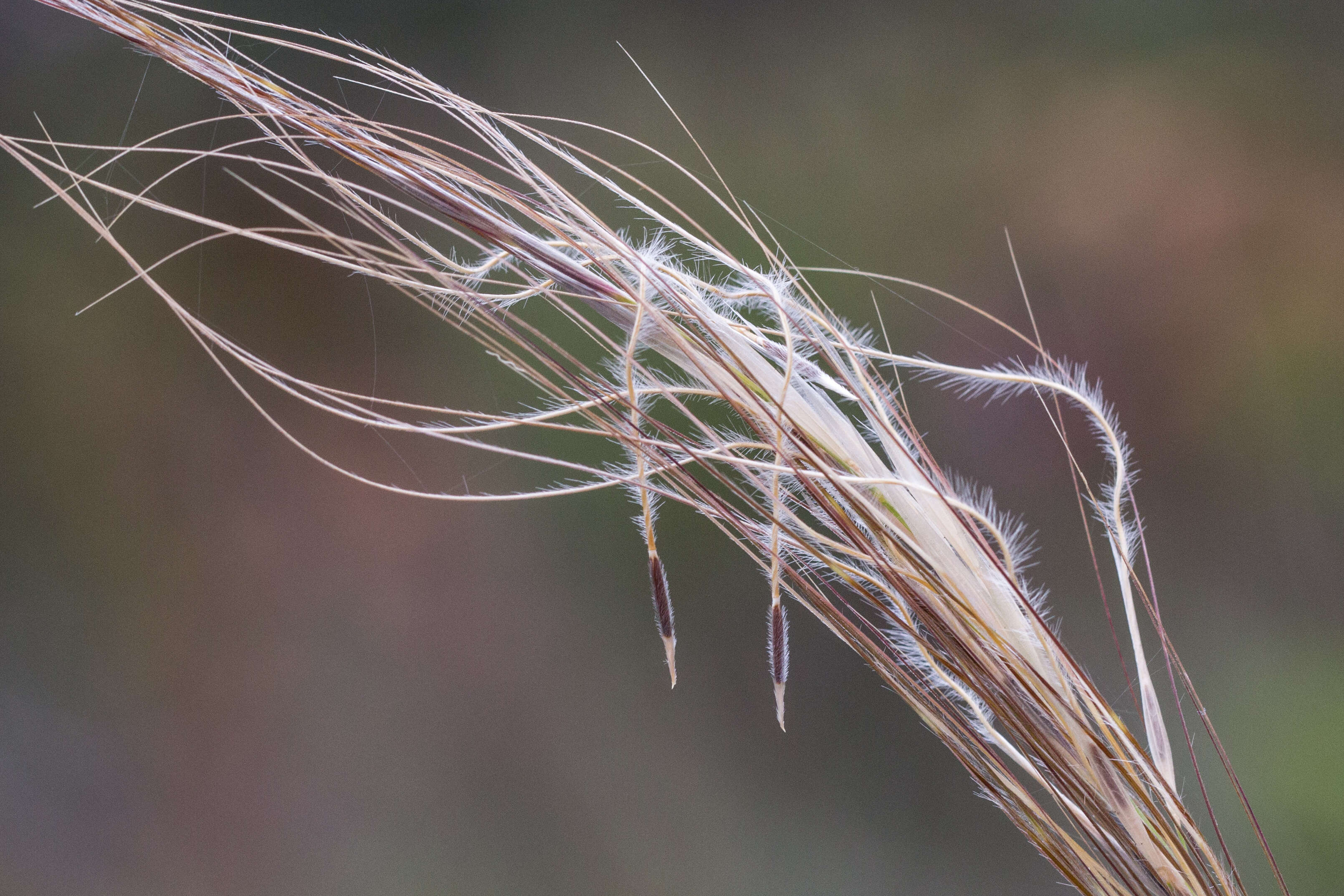 Image of Austrostipa mollis (R. Br.) S. W. L. Jacobs & J. Everett