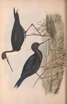 Image of Himantopus Brisson 1760