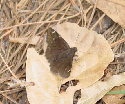 Image of Northern Cloudywing