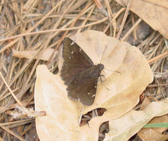 Image of Northern Cloudywing