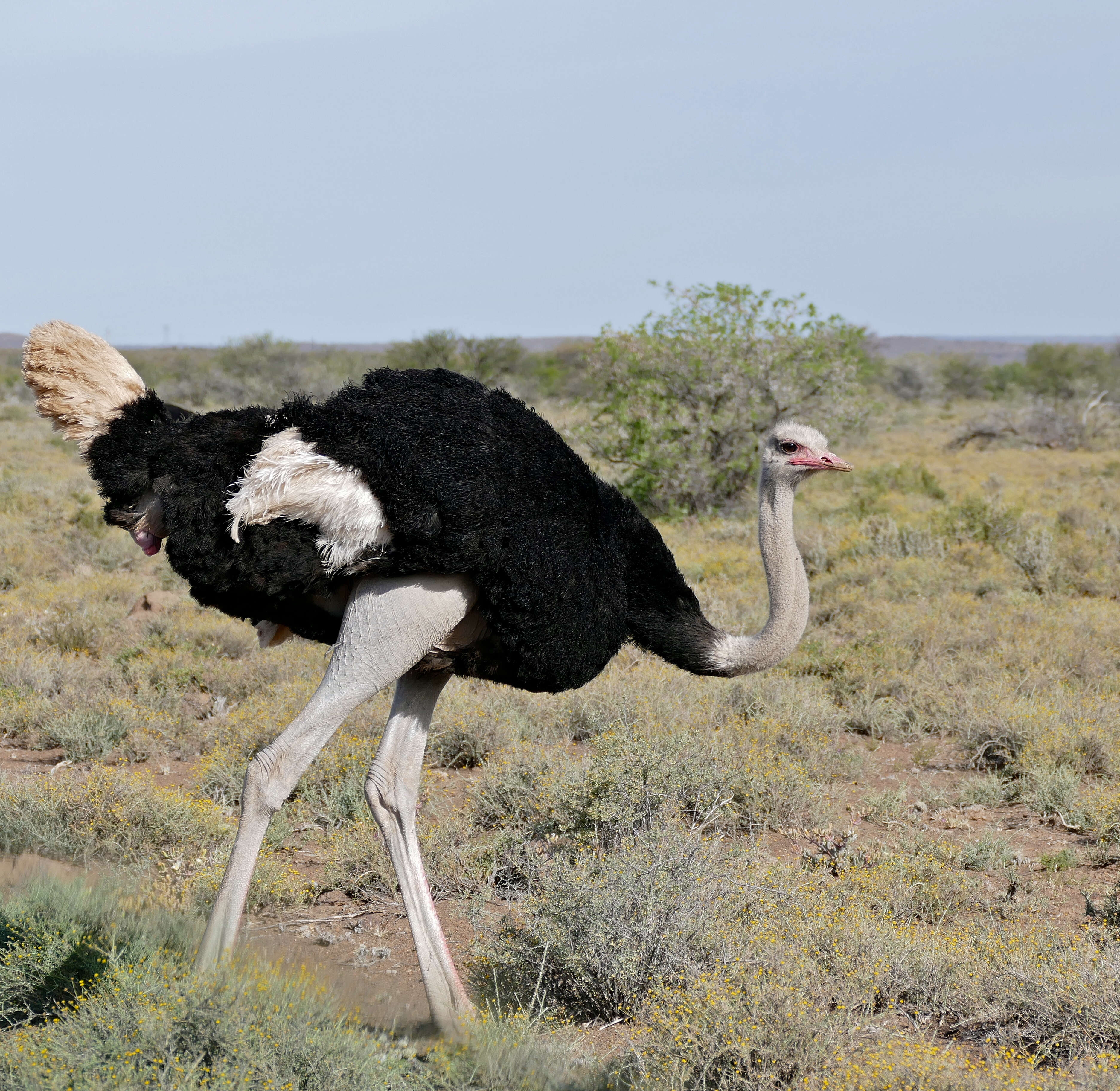 Image of ostriches