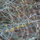 Image of Crotalaria eremaea