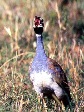 Image of White-bellied Bustard