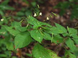 Image of Jewelweeds