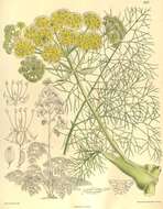 Ferula communis L. resmi