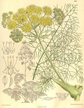 Ferula communis L. resmi