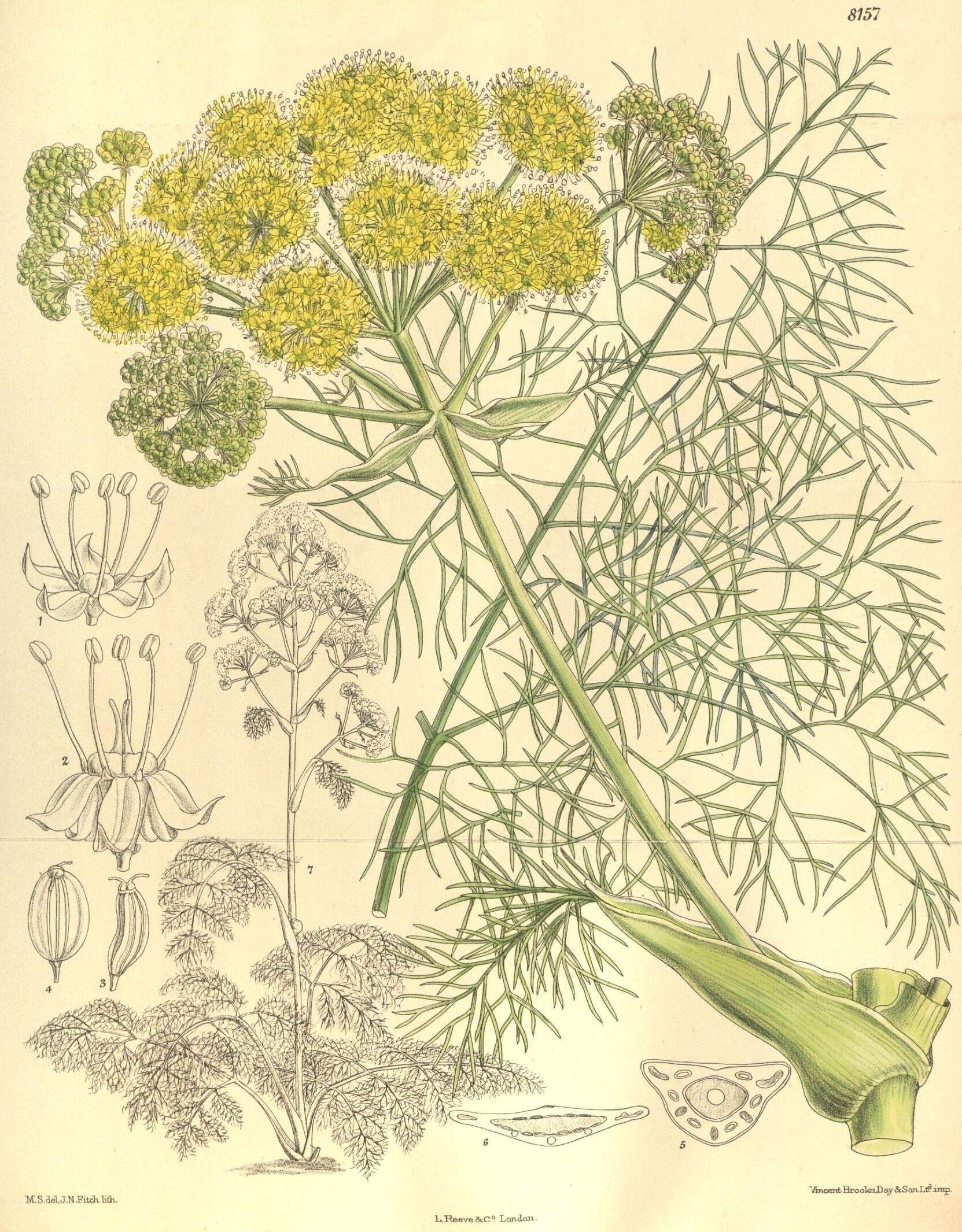 Ferula communis L. resmi