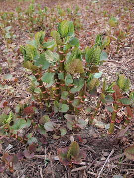 Image of Japanese Knotweed