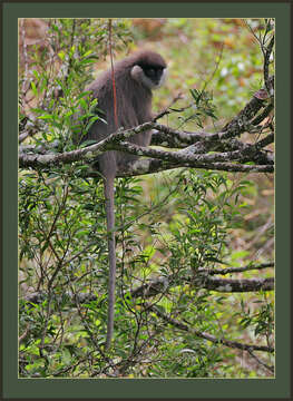 صورة Semnopithecus vetulus (Erxleben 1777)