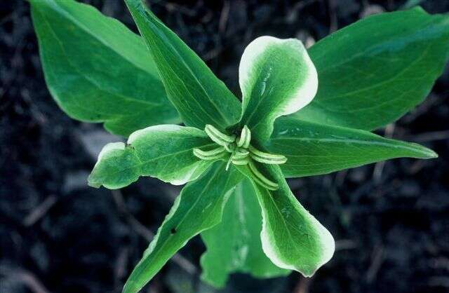 Image of White trillium