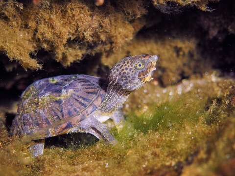 Image of Loggerhead Musk Turtle