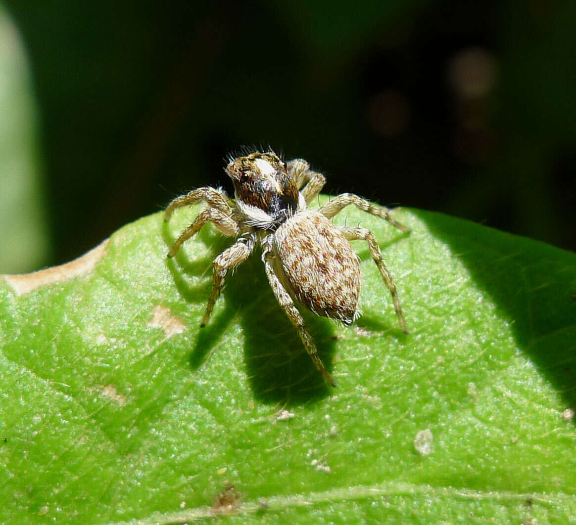 Image of Jumping spider