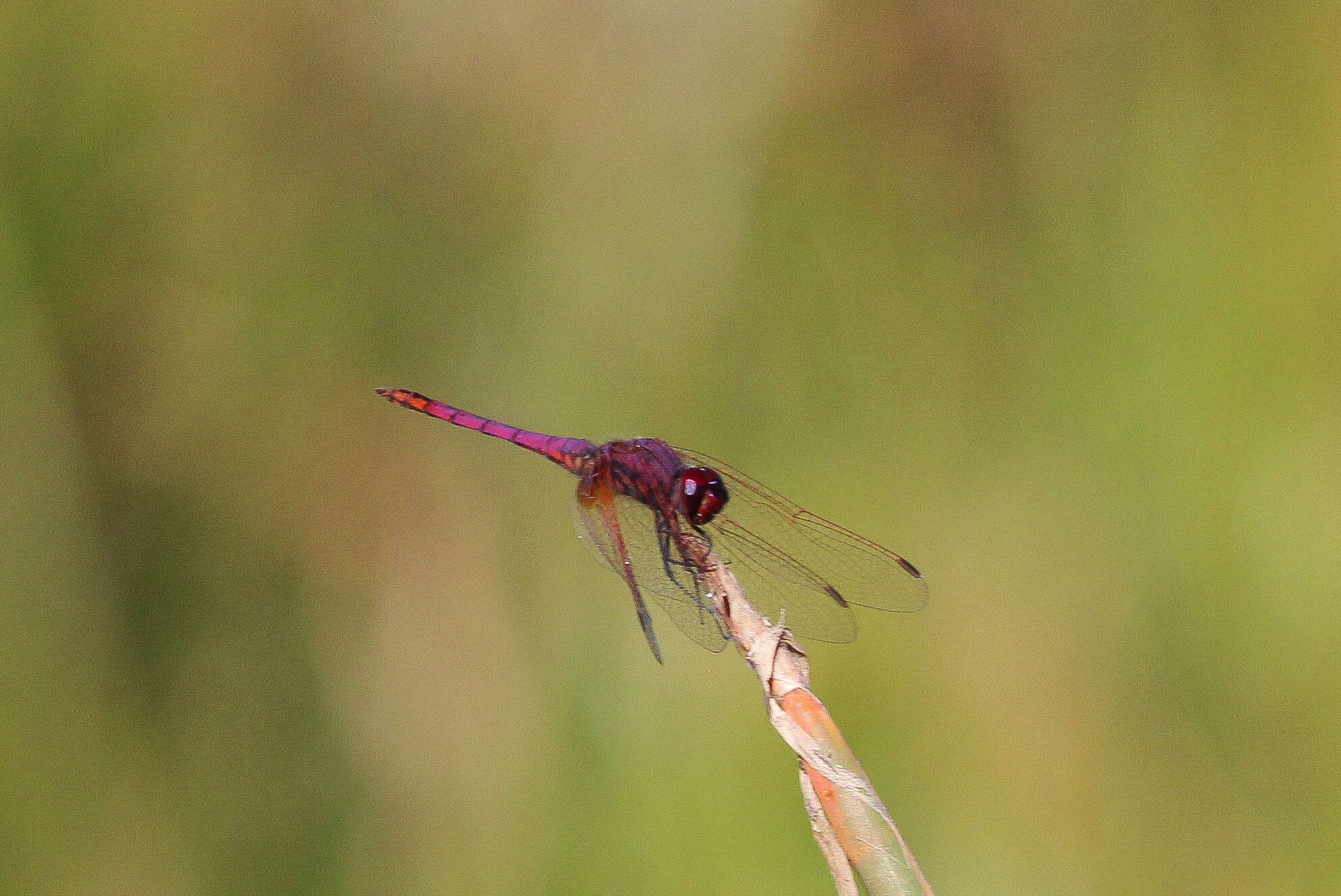 Image of Dropwings