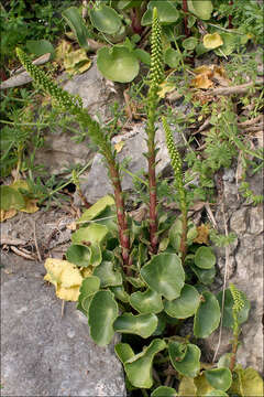 Image of Horizontal navelwort