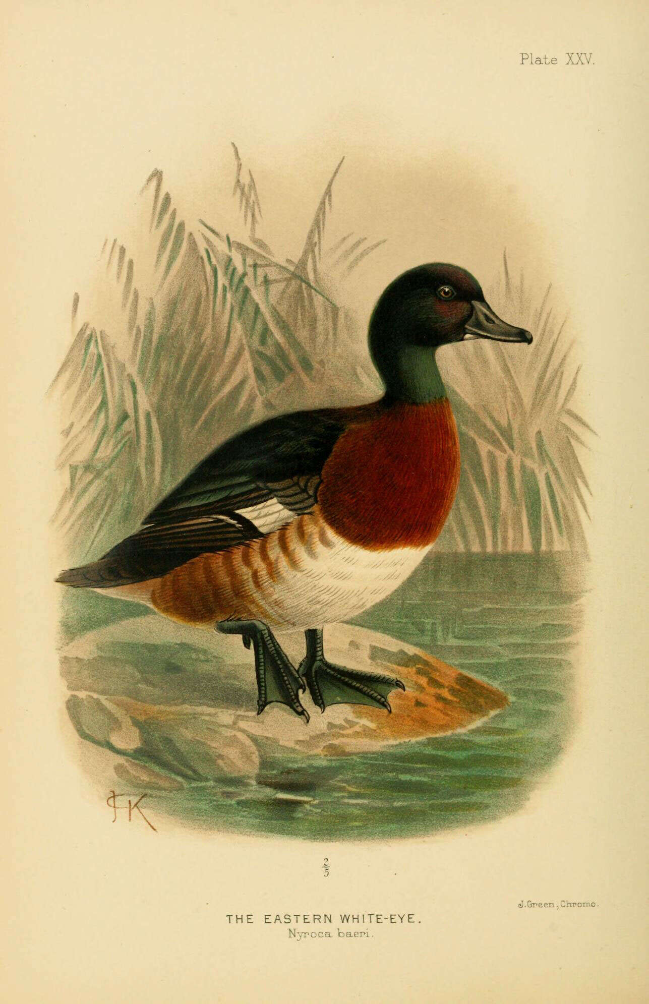 Image of Baer's Pochard