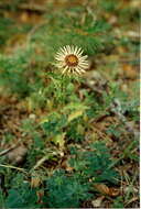 Image of carline thistle