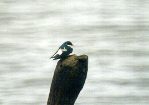 Image of White-winged Swallow