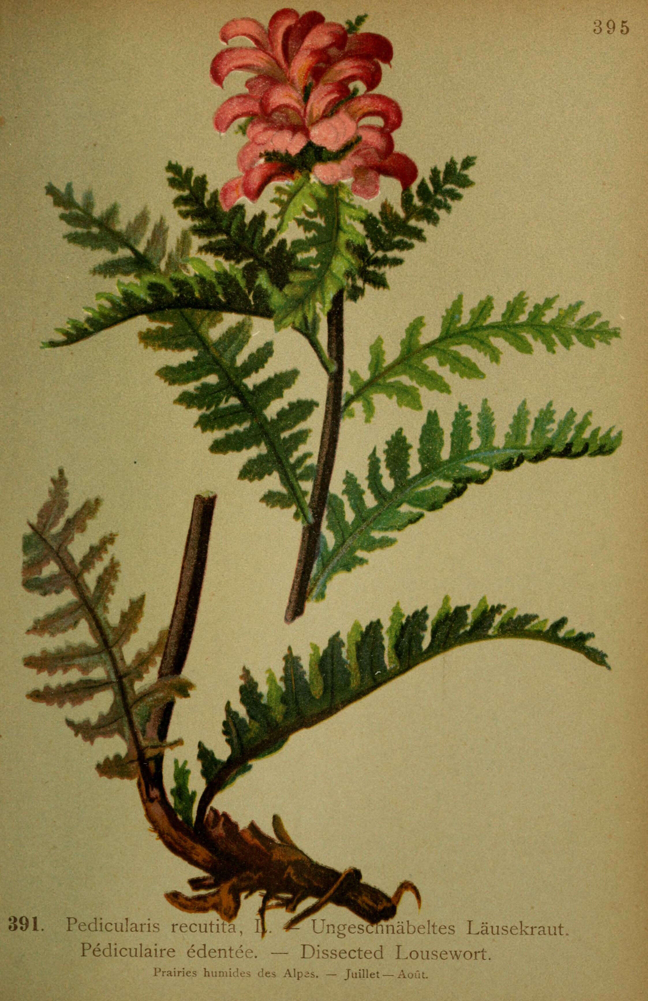 Image of Beakless Red Lousewort