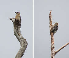 Image of Red-crowned Woodpecker