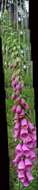 Image of Foxgloves