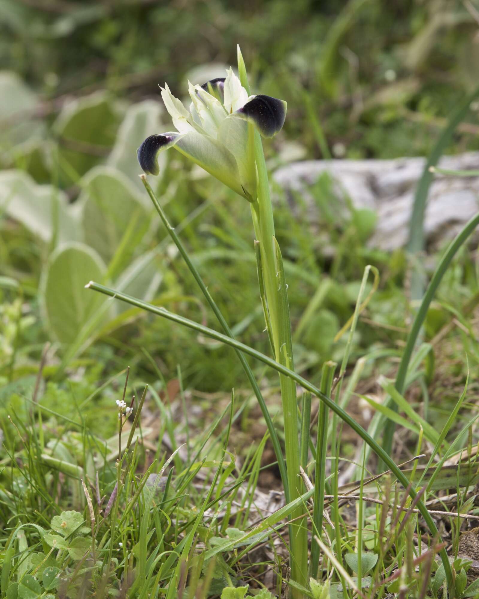 Слика од Iris tuberosa L.