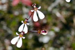 Image of Stylidium obtusatum var. rubricalyx (R. Erickson & J. H. Willis) Carlq.